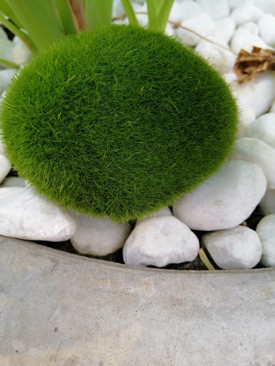 [HCM]Phụ kiện trang trí tiểu cảnh: Cầu rêu size L