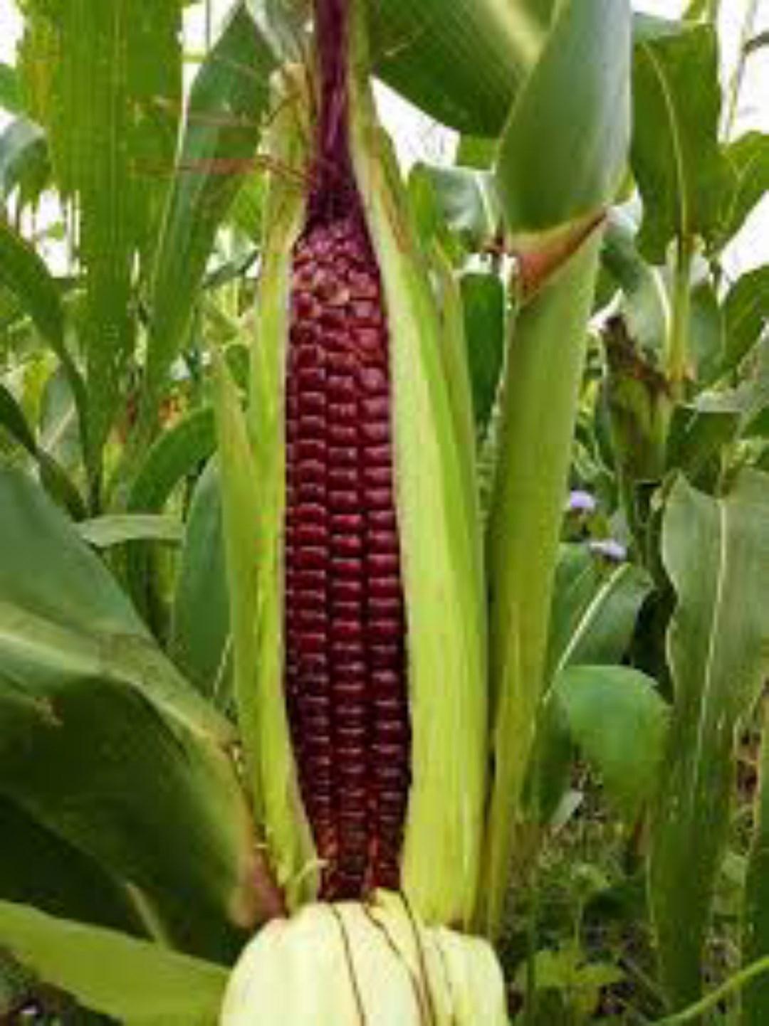 Hạt Giống Ngô Ngọt Đỏ F1. Túi 30 Hạt Dinh Dưỡng Cao - Giá Khuyến Mại.