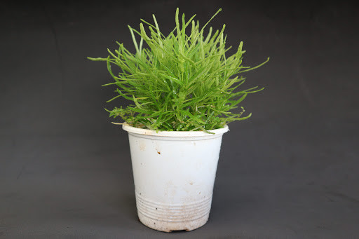 Cây giống Cỏ Mây Mỹ - CayGiongTot