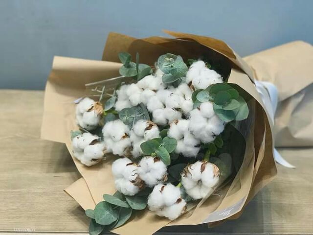 Hoa Bông Gòn Siêu Đẹp