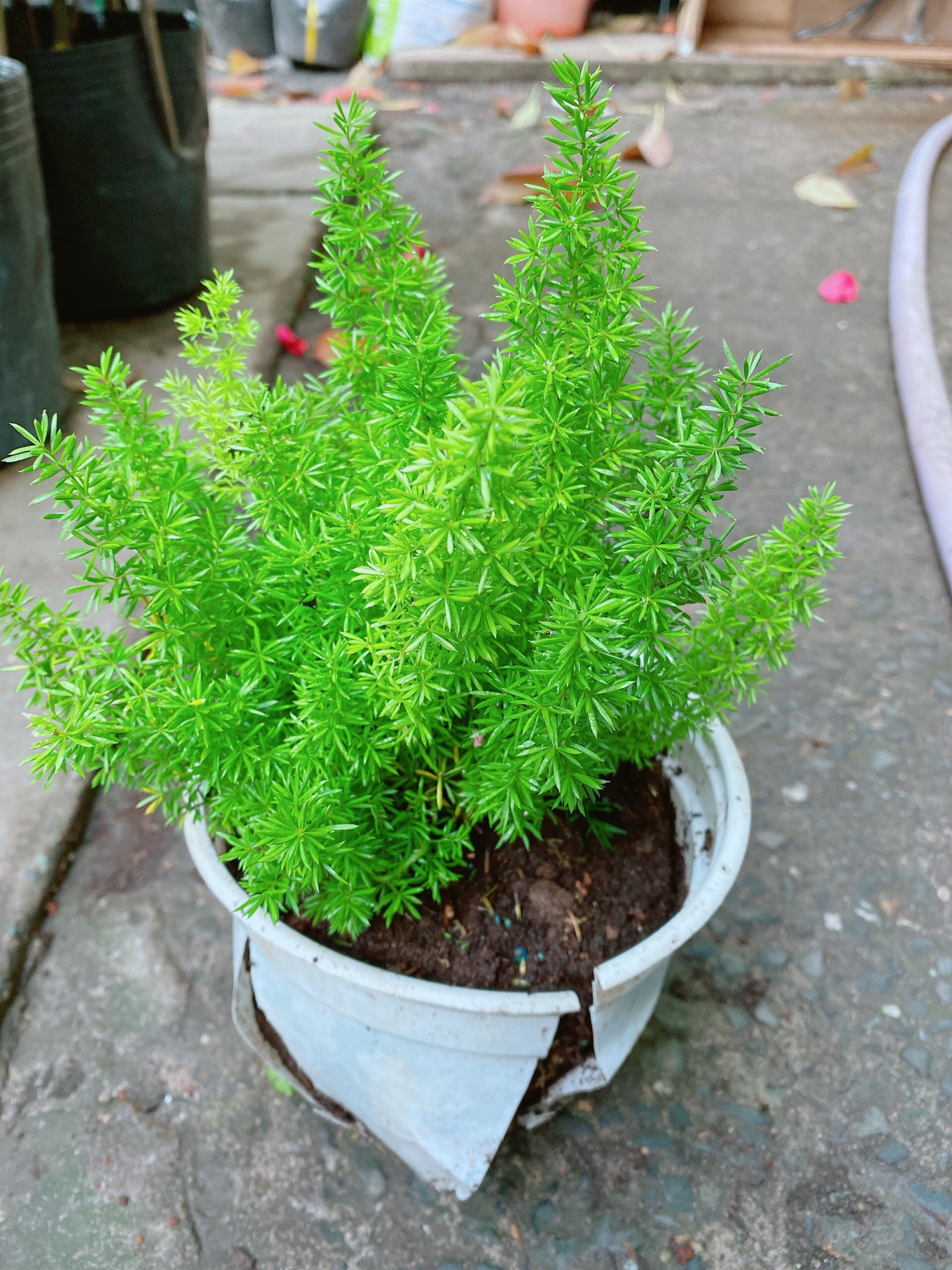 Cây Đuôi Chồn