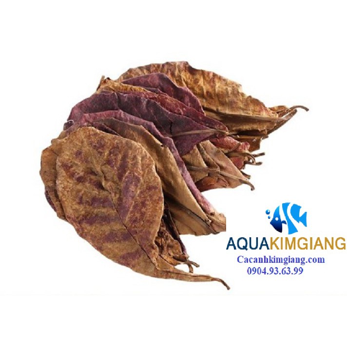 15 Lá Bàng khô giưỡng cá betta và cá cảnh