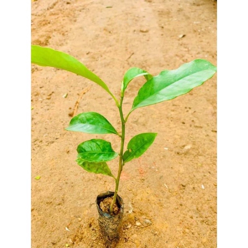 Cây mộc lan giống(1bầu)..