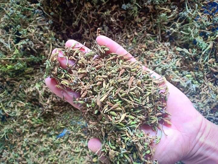 [HCM]1KG Hoa đu đủ đực sấy khô