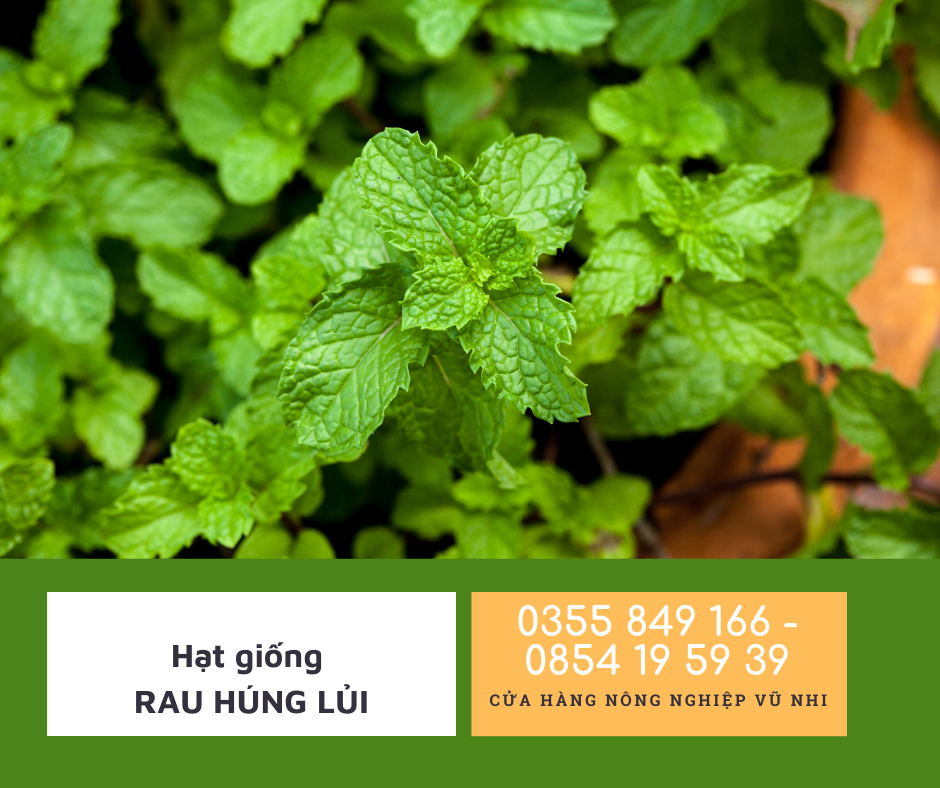 Hạt giống rau húng lủi ( rau thơm)