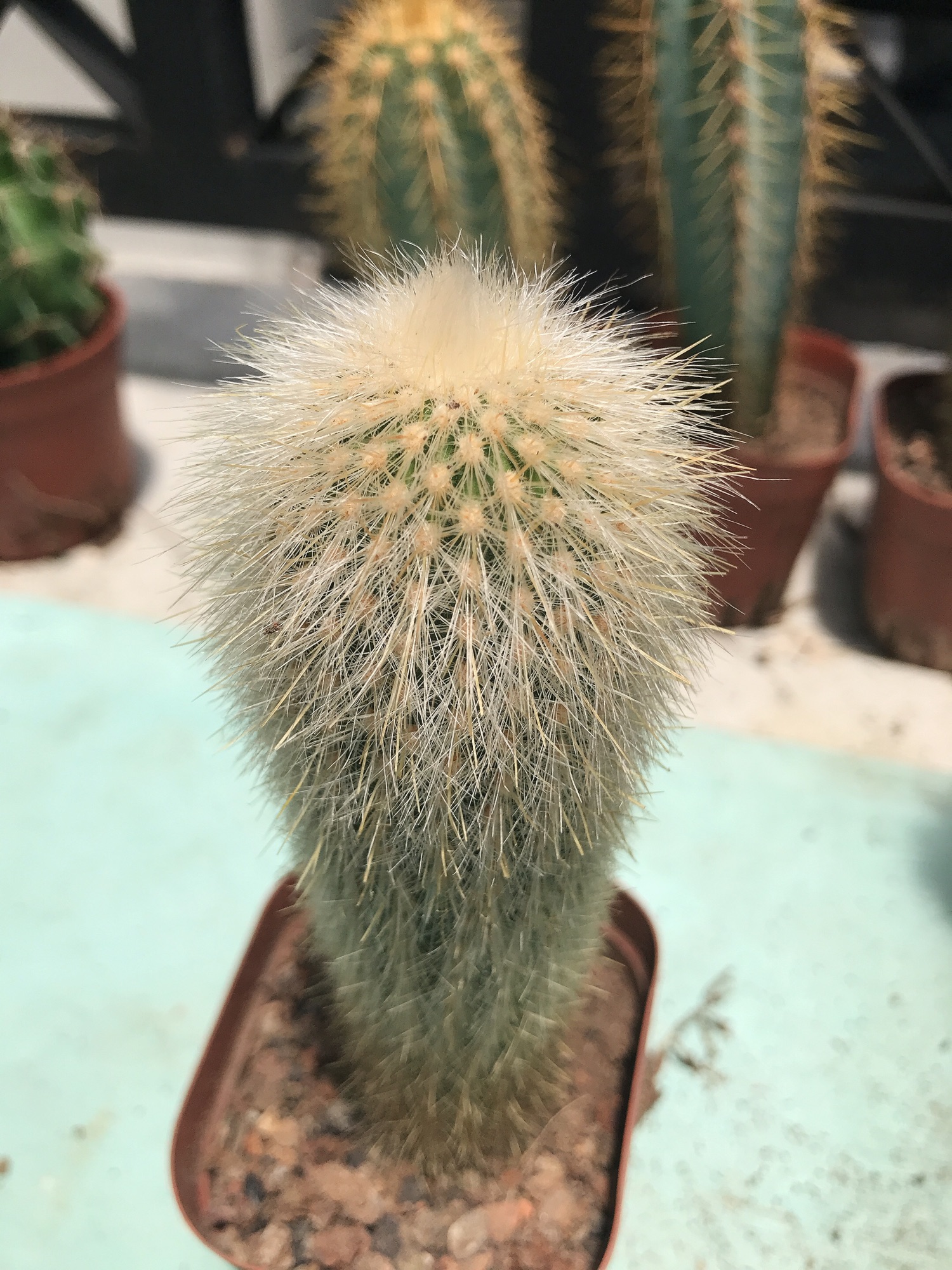 Xương rồng trụ lông trắng
