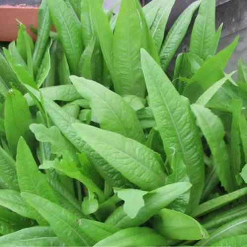 Hạt Giống Rau Diếp Thơm. Túi 5 Gram - Năng Xuất Cao - Giá Khuyến Mại - Kèm Quà Tặng