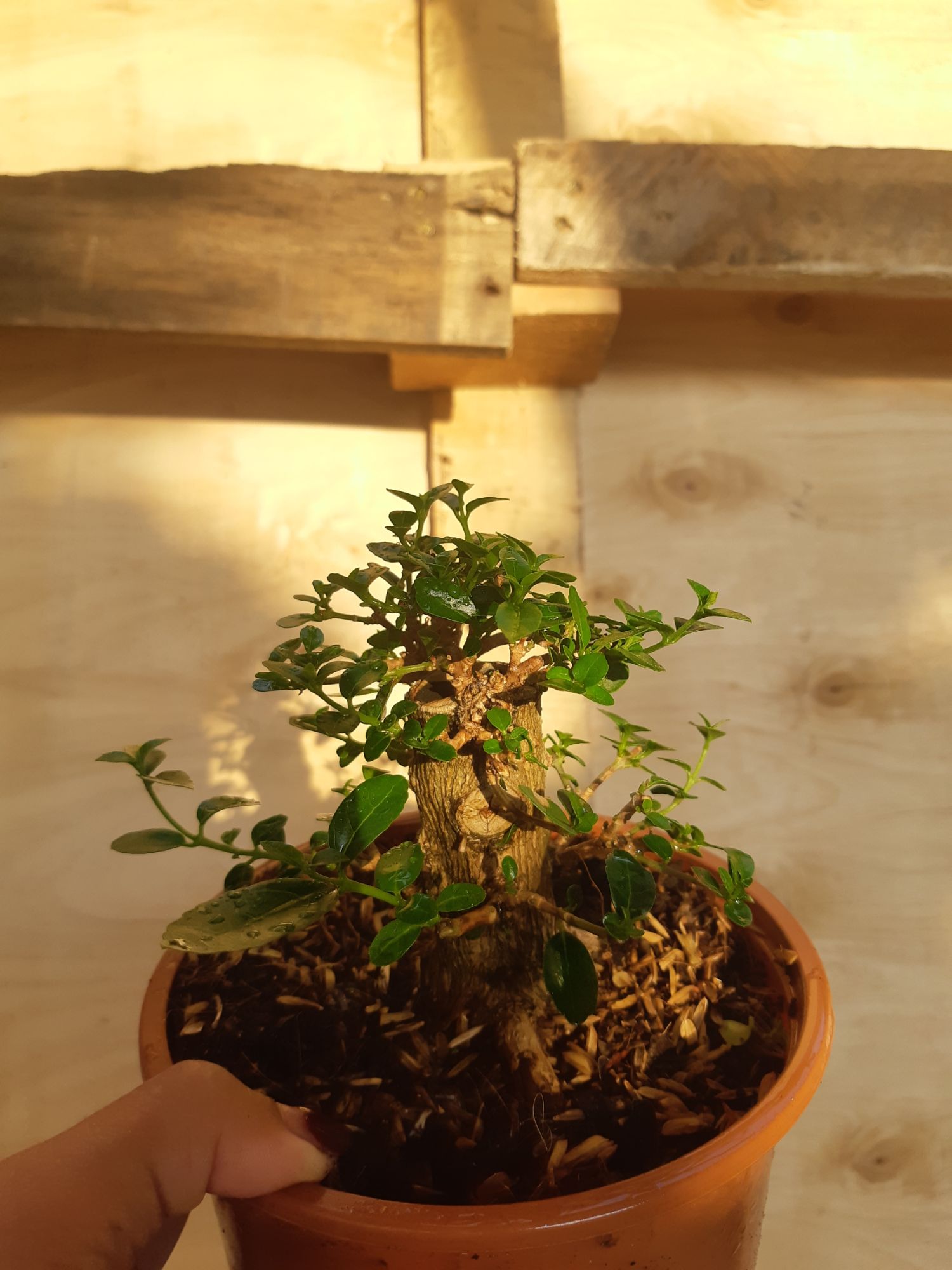 Sam hương mini TẶNG CHẬU