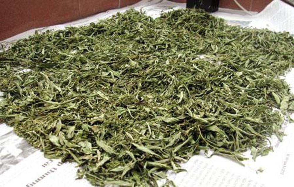 [HCM]1KG Lá đinh lăng khô