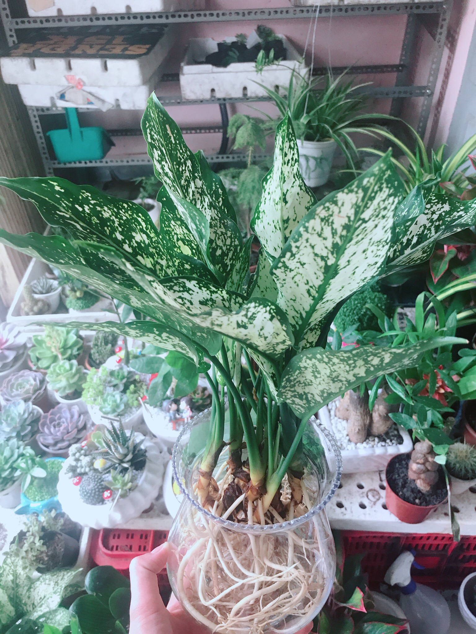 Cây Ngọc Ngân Thủy Sinh
