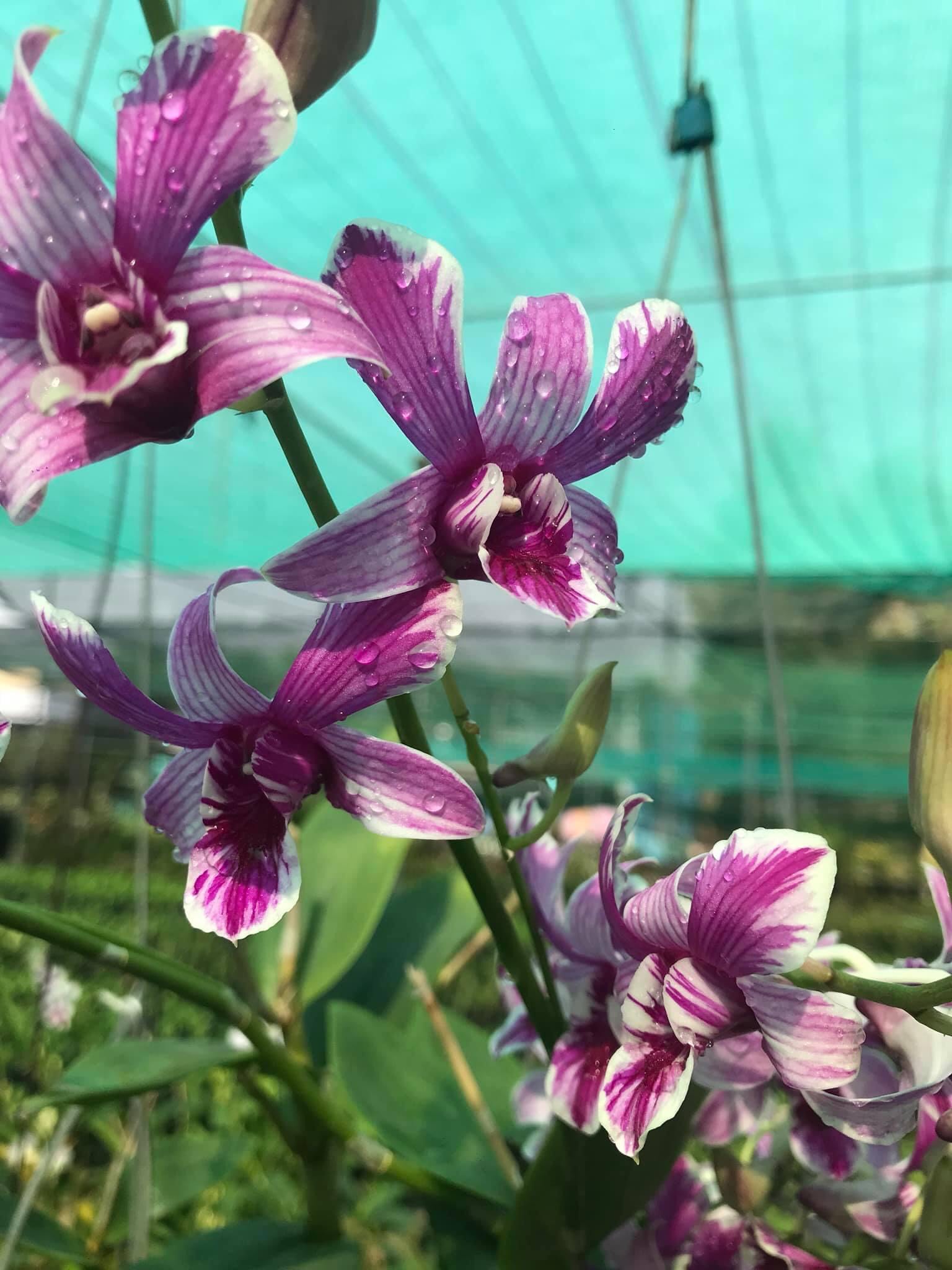 Dendro nắng tia chớp chuồn