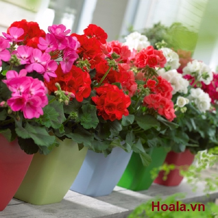 CÂY HOA PHONG LỮ THẢO - CÂY ĐANG NỤ