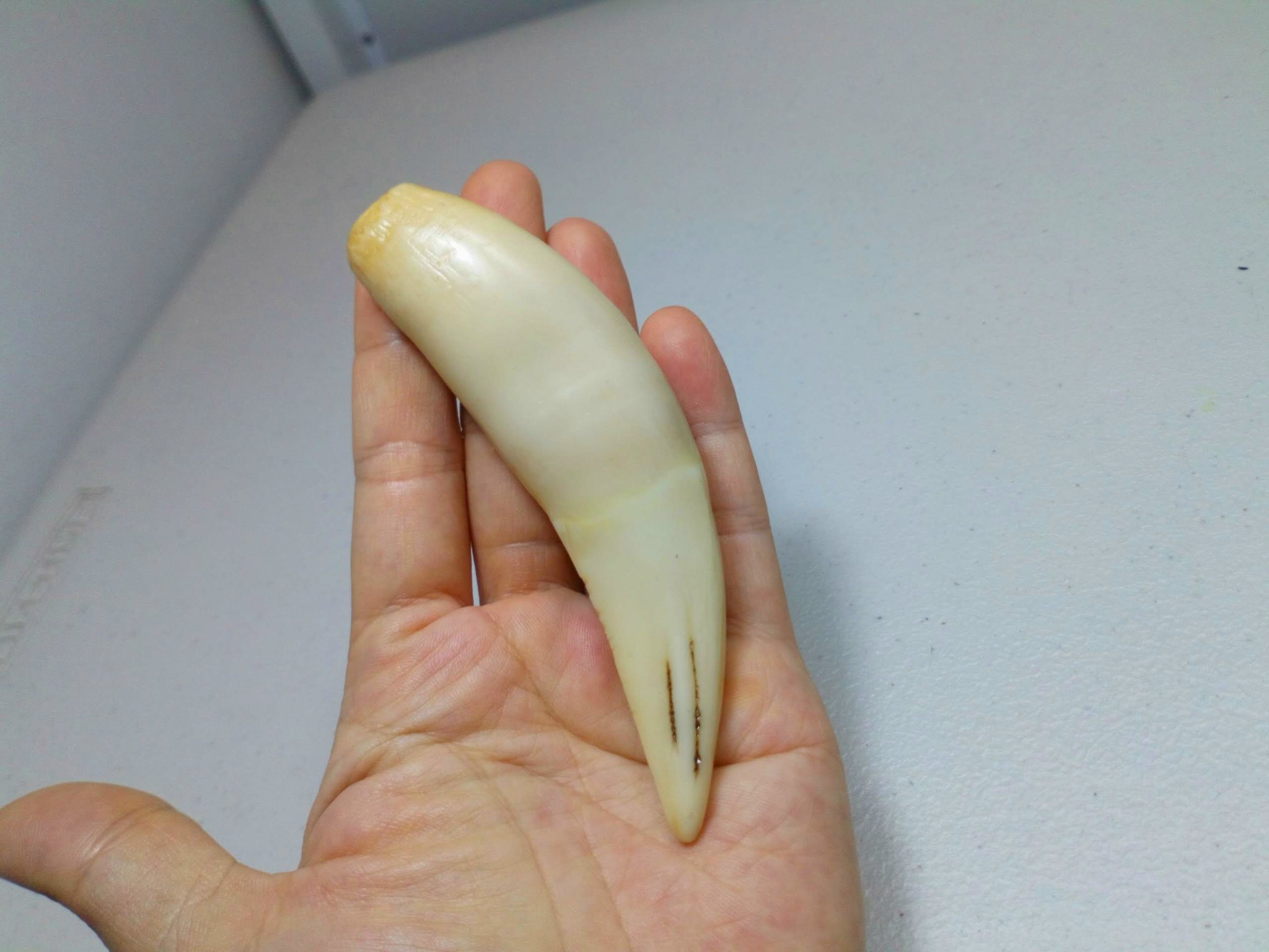 [HCM]NANH MỸ NGHỆ ĐẸP DÀI 10CM CAO CẤP