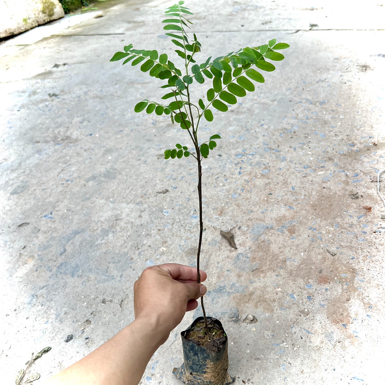 Cây Hoa Muồng Anh Đào giống ( ảnh thật)