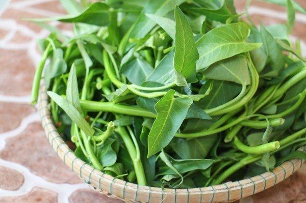 Gói 1kg hạt giống rau muống Thái Lan Lá To