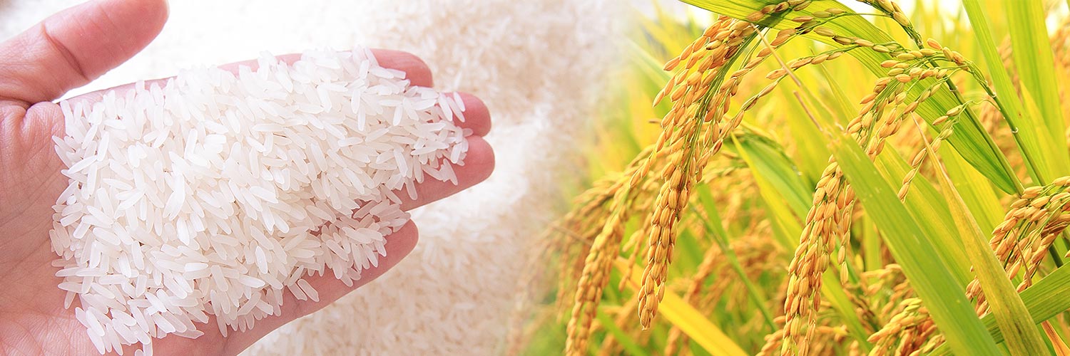 10 KG GẠO TÁM ĐIỆN BIÊN