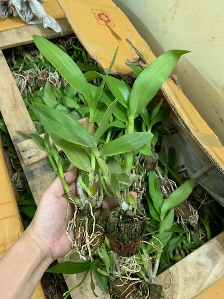 Combo 10c denro giống nhiều màu cao 7-12cm