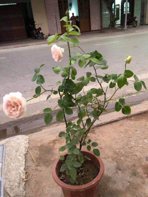 [ Xả - Cắt Lỗ ] Hoa Hồng Leo Ngoại Abraham Darby Rose