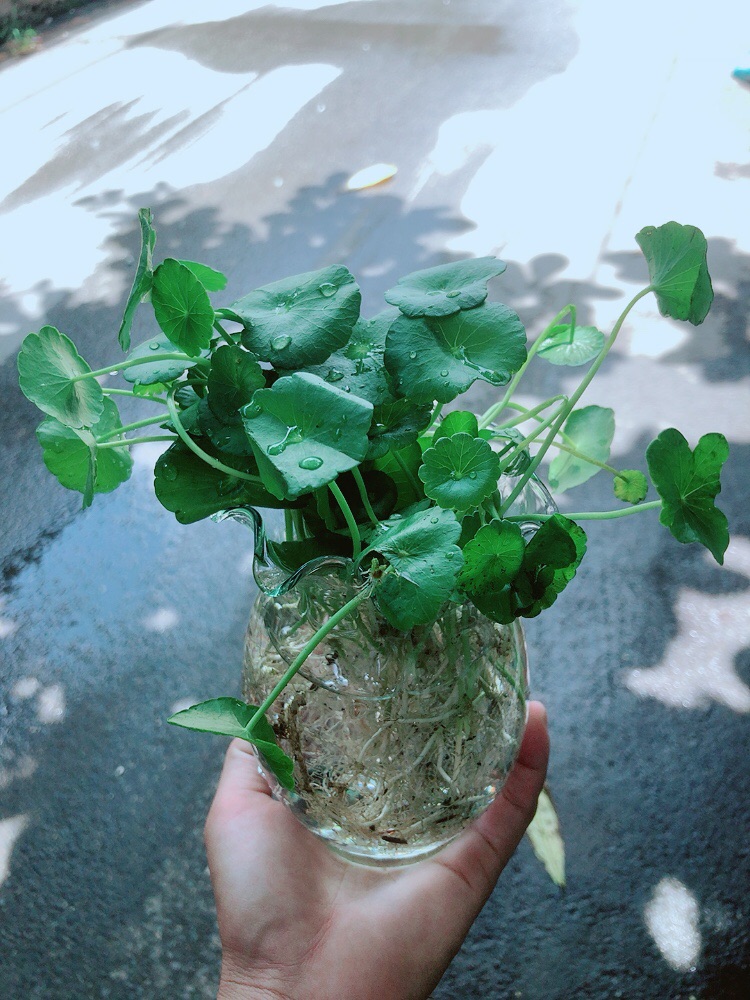 Chậu Cỏ Đồng Tiền Thuỷ Sinh