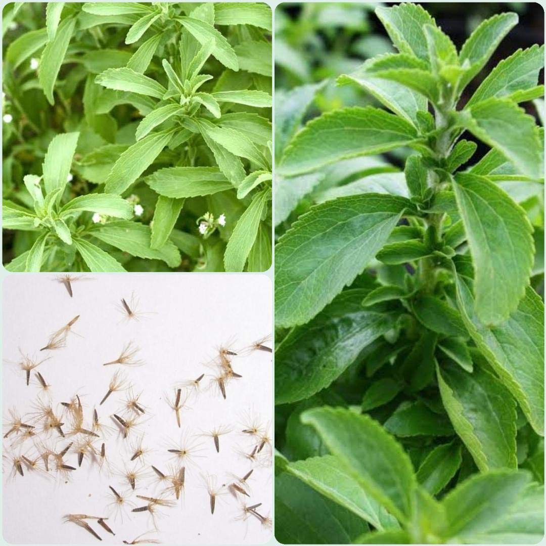 Gói 5  hạt giống Cỏ Ngọt Stevia