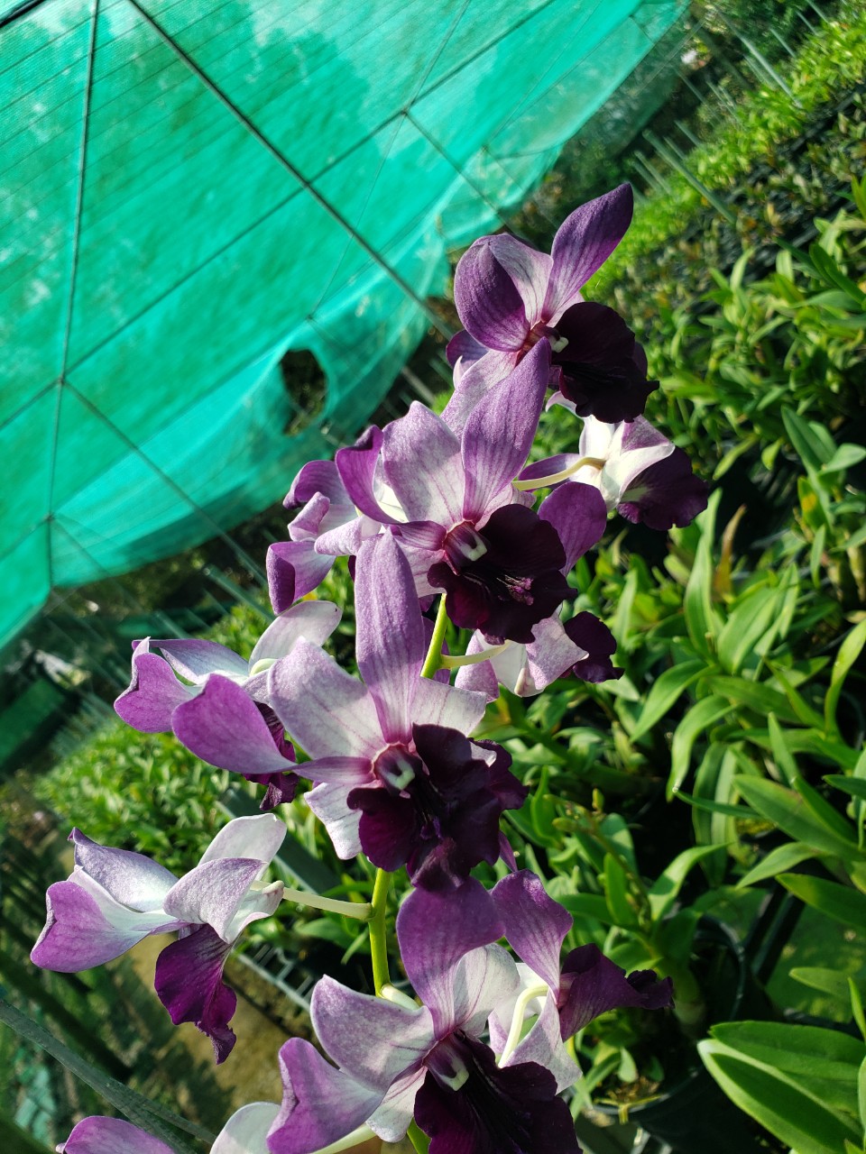 Lan Dendro Bò Blue Hoa Đẹp, Lưỡi To