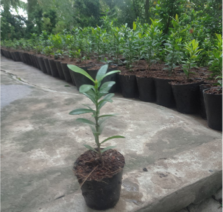Cây Hoa Mẫu Đơn Con Được Chọn Màu(bông trang hình cuối)