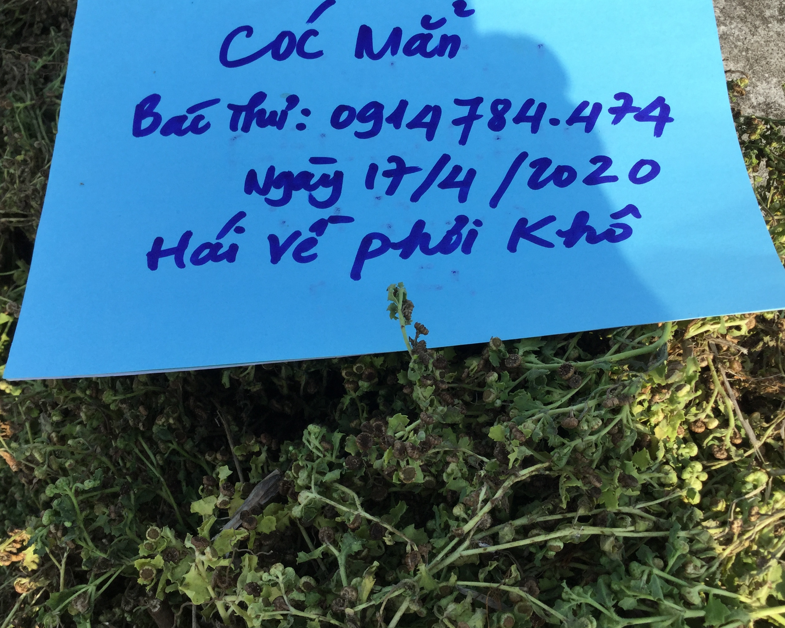 cây cóc mẳn