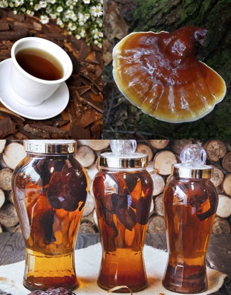 Nấm lim xanh rừng tự nhiên , nấm lim rừng tự nhiên hỗ trợ ung thư, tiêu đường, điều hòa huyết áp, tăng cường sức khỏe