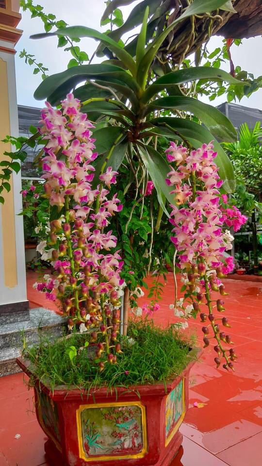 HOA LAN GIÁNG HƯƠNG KUKI
