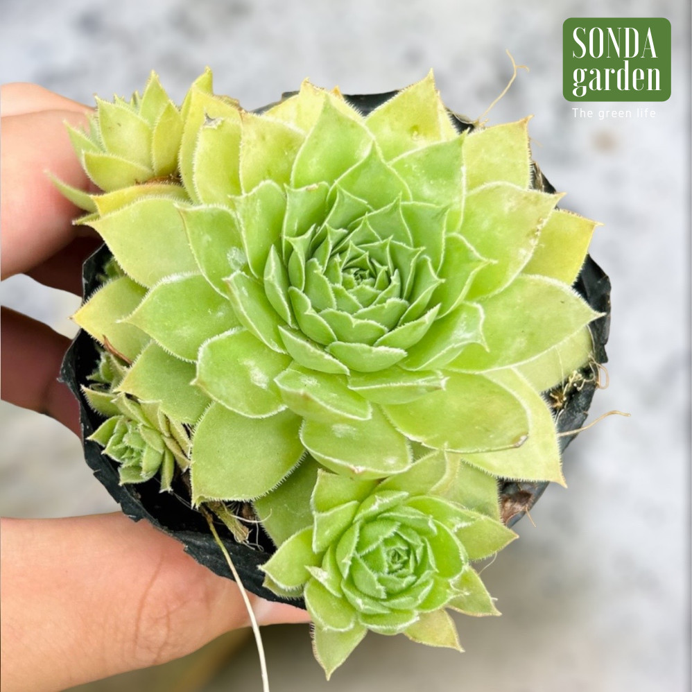 SEN ĐÁ PHẬT BÀ SIZE BÉ SIÊU KHỎE ĐẸP LỖI 1 ĐỔI 1