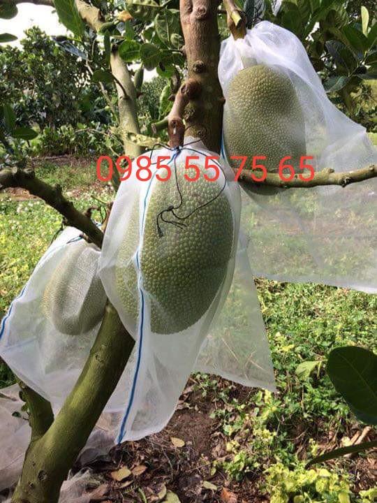 50 túi lưới bao mít có dây rút