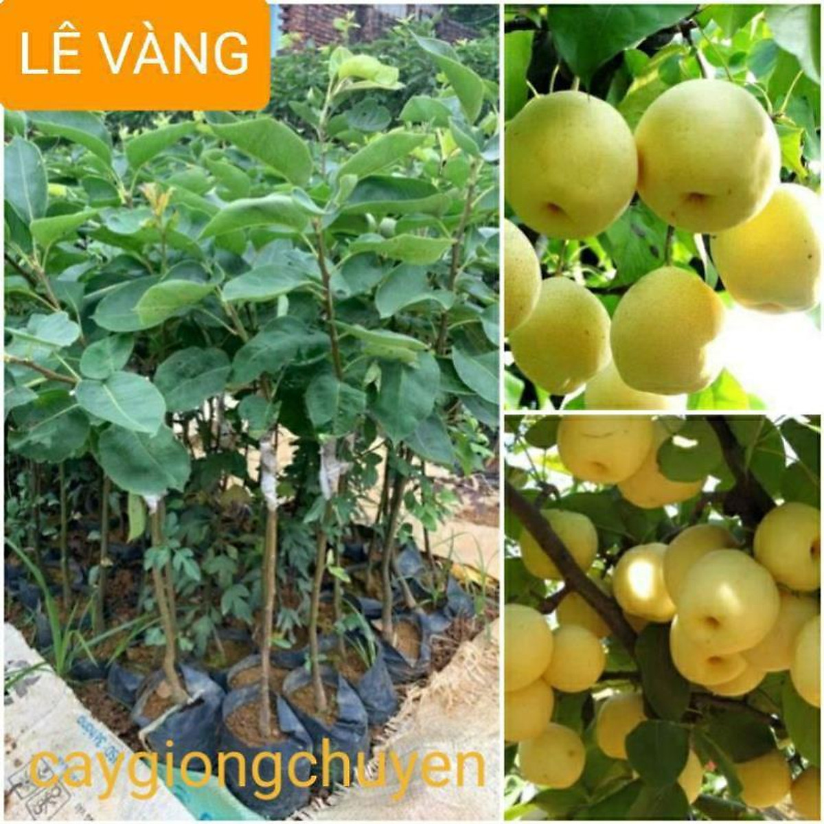 Giống cây lê vàng ghép