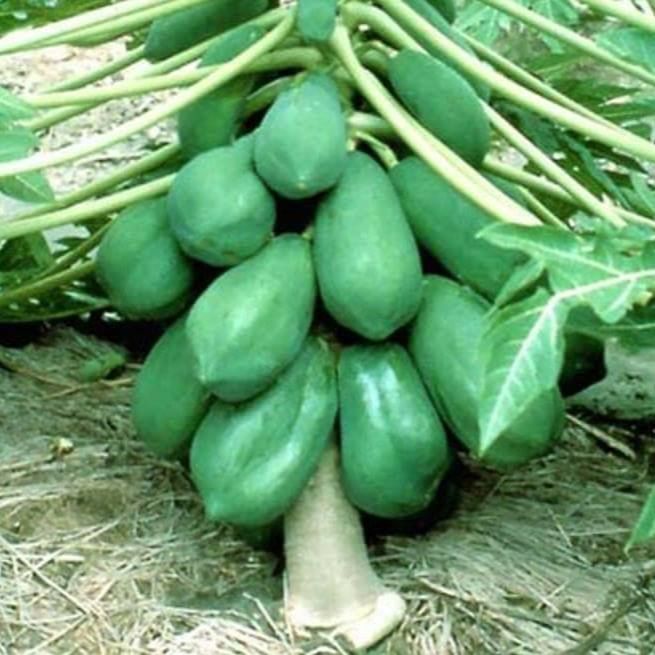 Hạt giống đu đủ da xanh lùn -gói 10 hạt