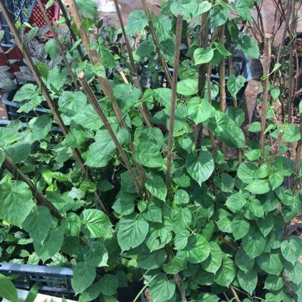 Cây thiên lý (Cây giống khỏe) tặng kèm phân bón