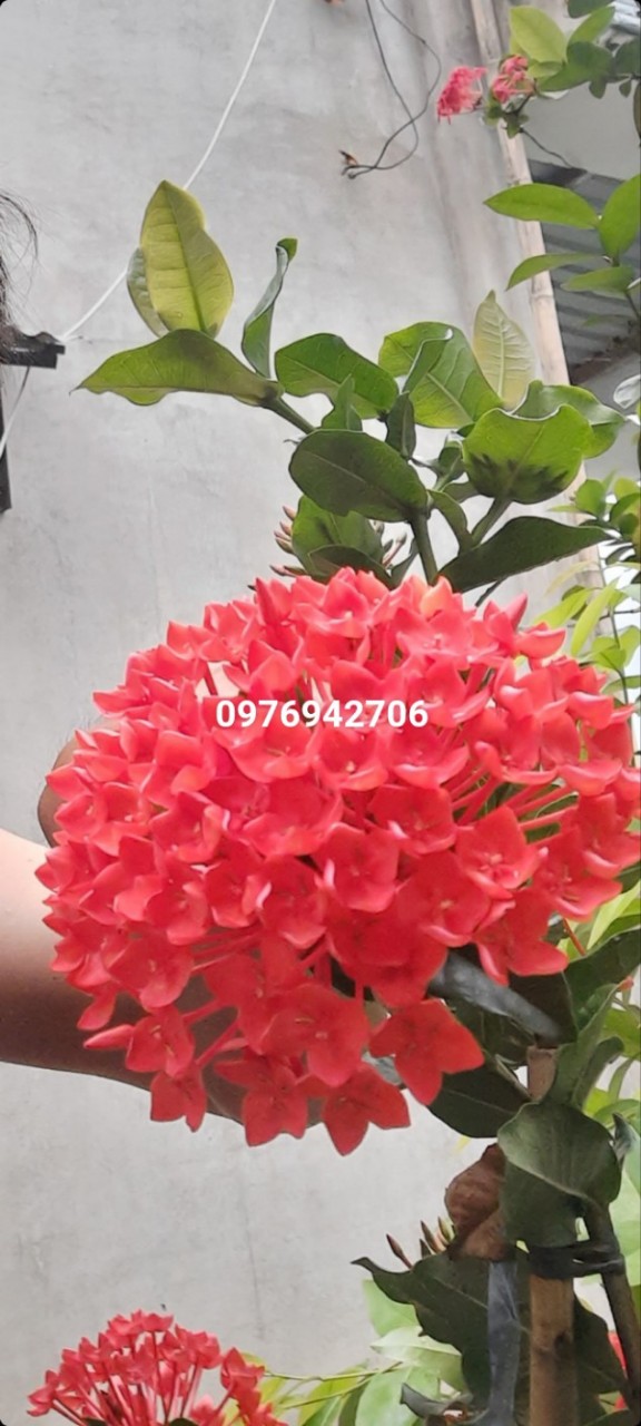 cây hoa mẫu đơn bông trang phụng hoàng lửa (giao cây cỡ như hình cuối)