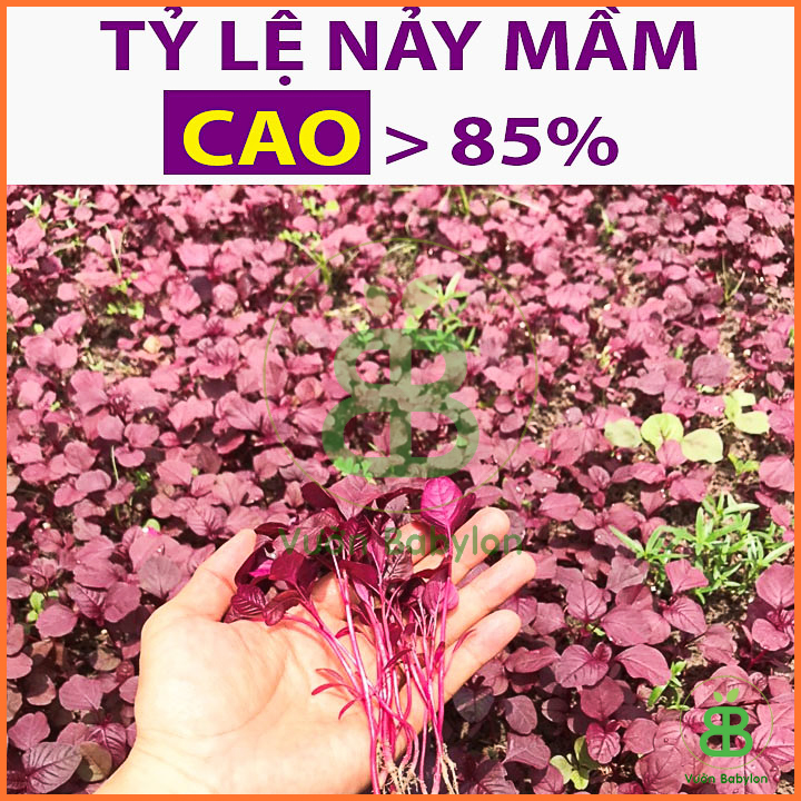 20GR Hạt Giống Rau Dền Đỏ Giàu Dinh Dưỡng
