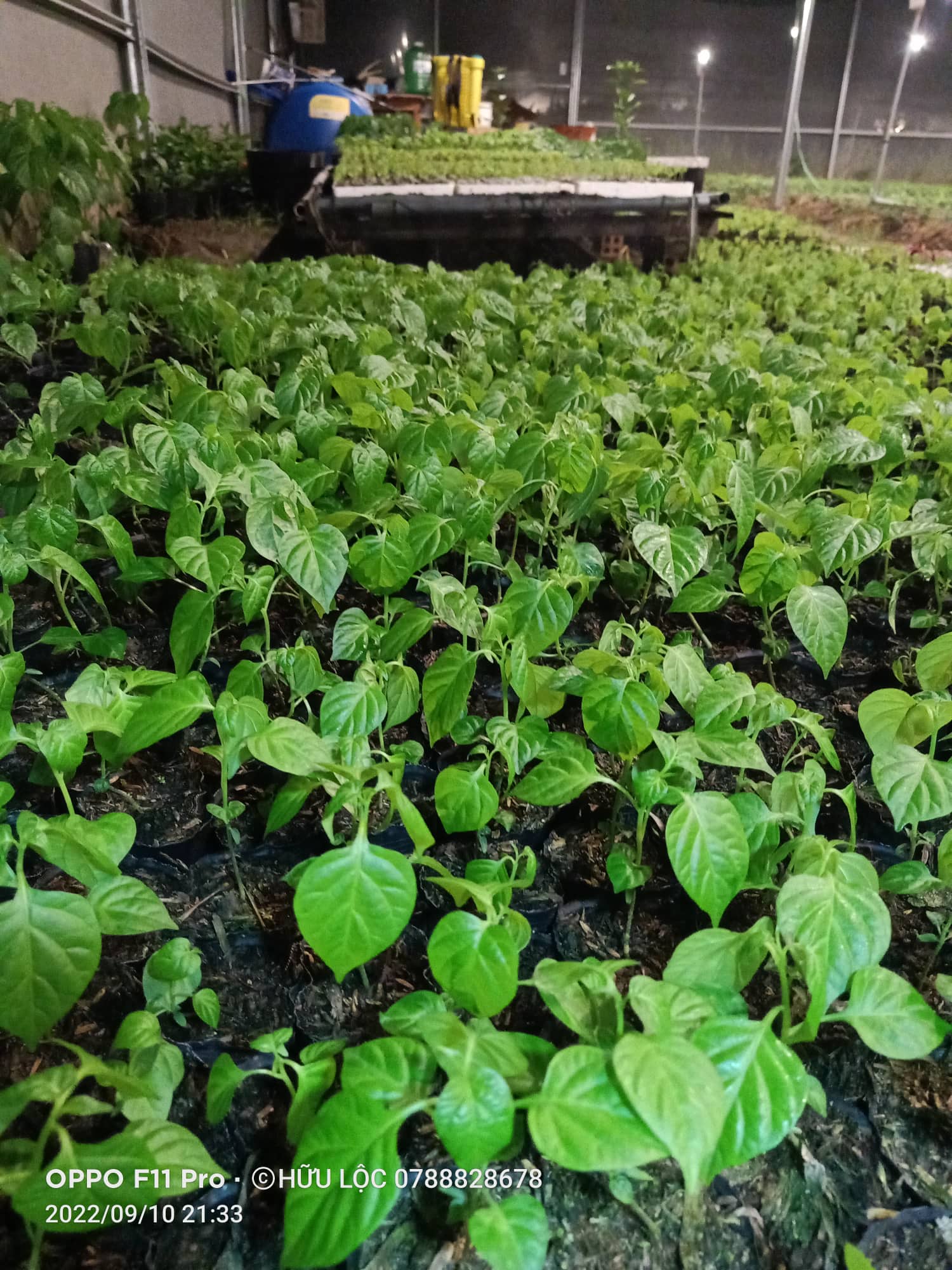 Cây Ớt Habanero Combo 5 Cây