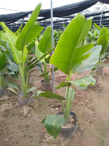 cây chuối xẻ quạt cảnh (chuối cảnh thân gỗ)