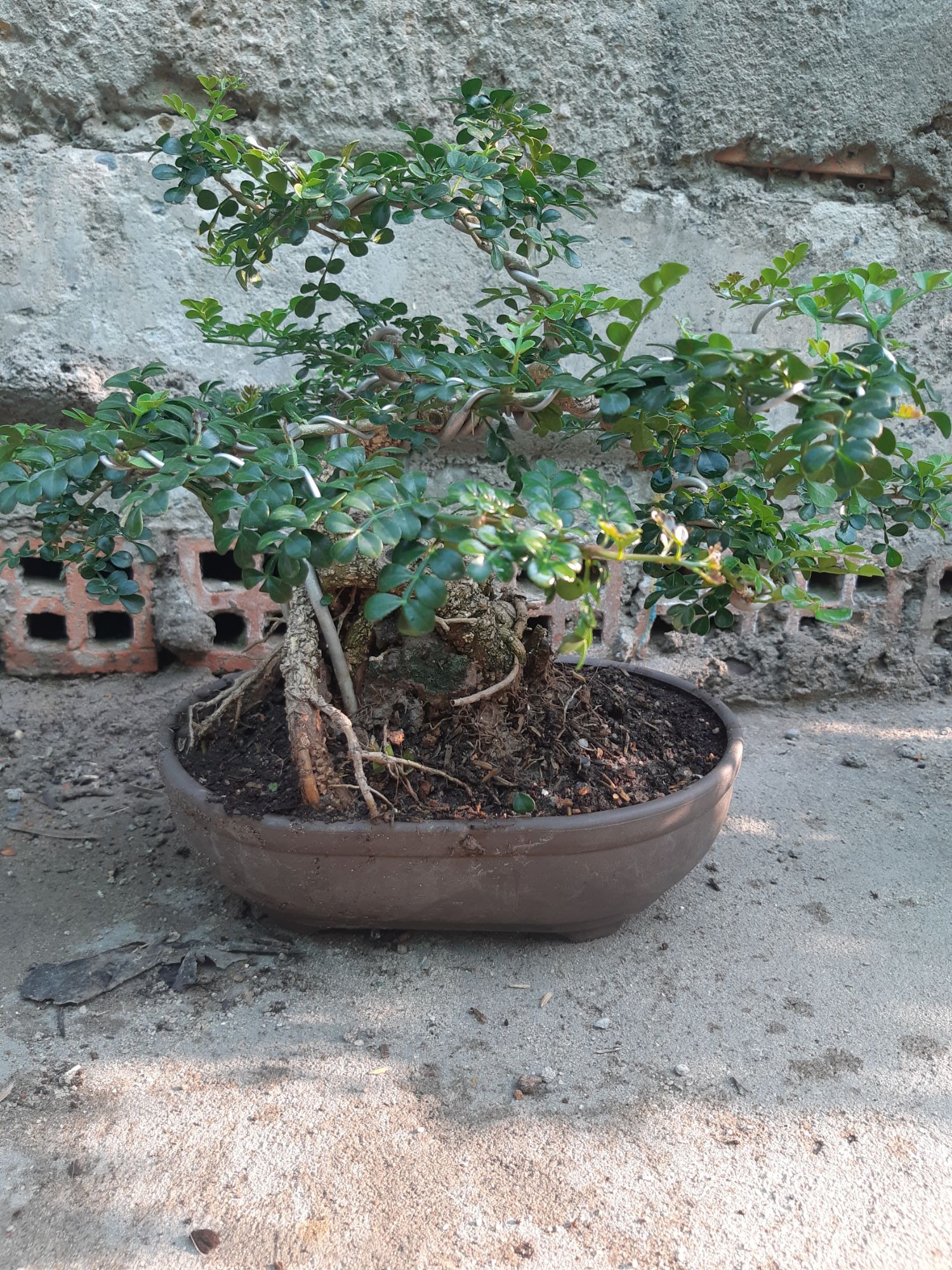 cần thăng bonsai