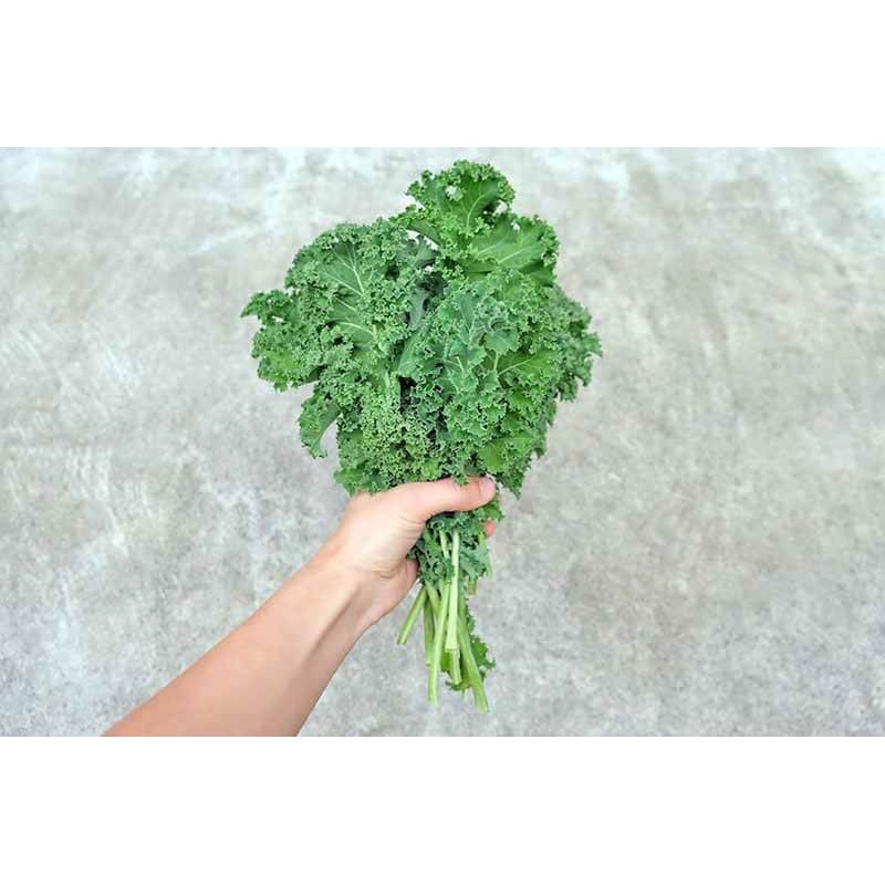 5Gram Hạt Giống Cải Xoăn ( Cải Kale )