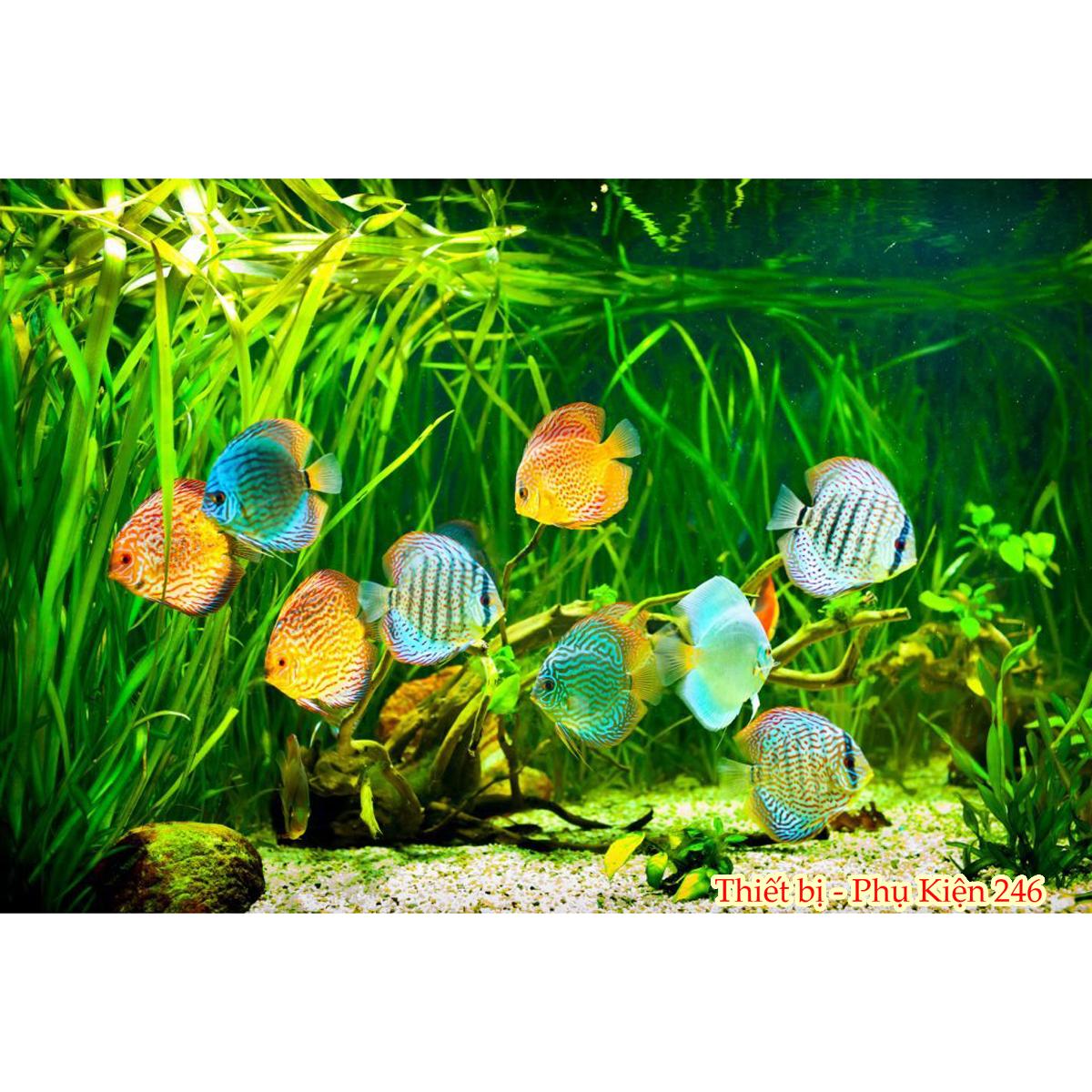 Máy hút đáy chạy pin vệ sinh bể cá - Automatic aquarium cleaning