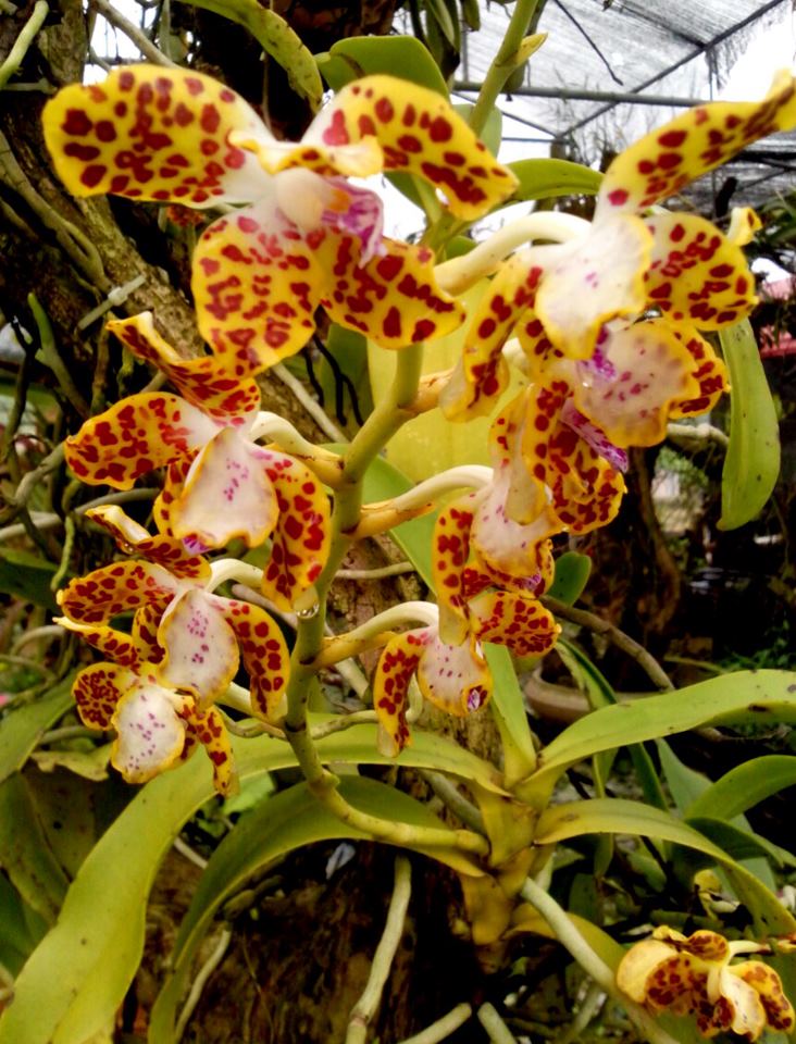 lan rừng cẩm báo bó 3 cây 35k ( hoa tết ,đang nhú nụ 03/12/2021)