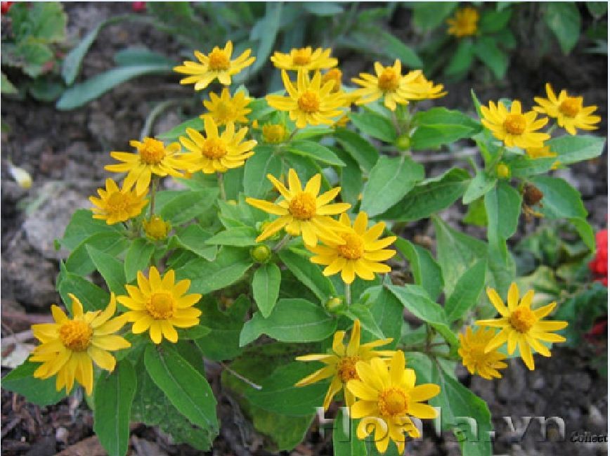 "Gói 50 Hạt " Hạt giống hoa cúc mặt trời