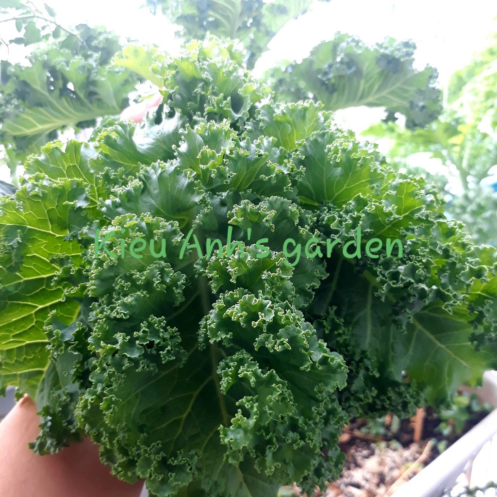 Combo hạt giống_3 loại rau cải (cải ngọt+cải thìa+cải ngồng)