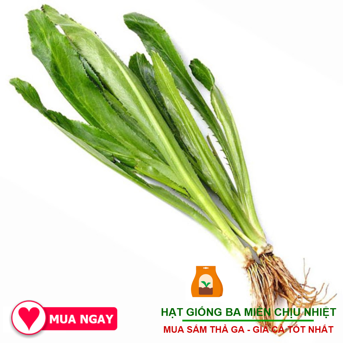 Hạt giống ngò gai rạng đông 10gram