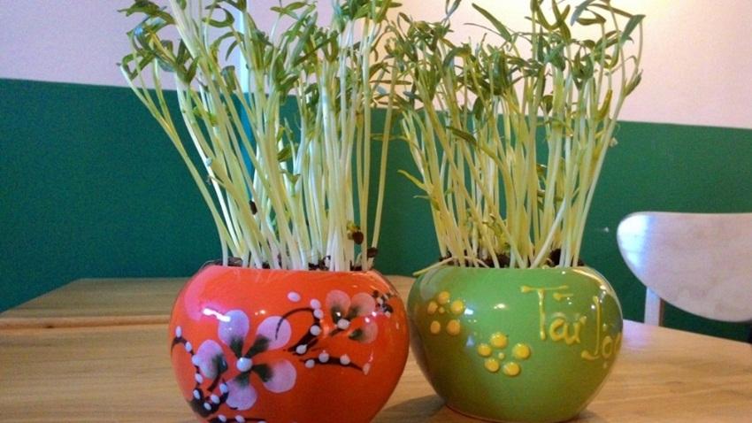 Hạt giống Rau mầm rau muống