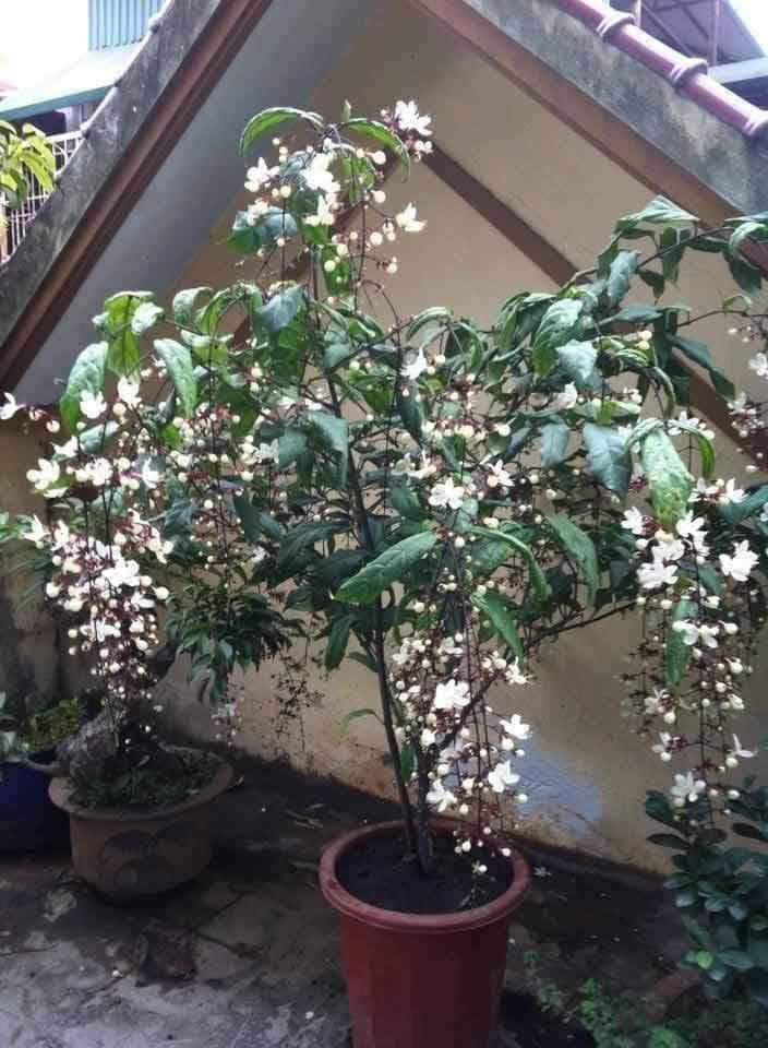 CÂY HOA DẠ NGỌC MINH CHÂU