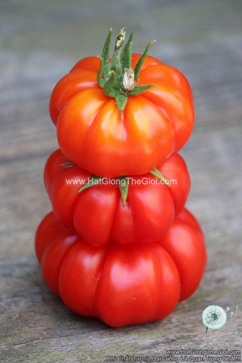 20h Hạt Giống Cà Chua Quả Bí Floren (A2.101| C4*W62*M229)