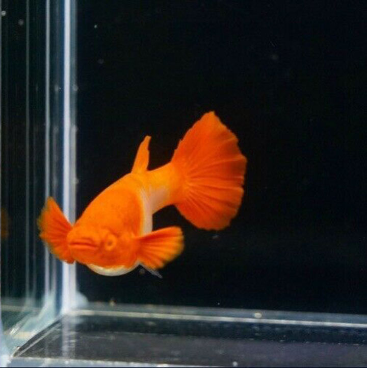 koi red ear 2 cặp chỉ 100k