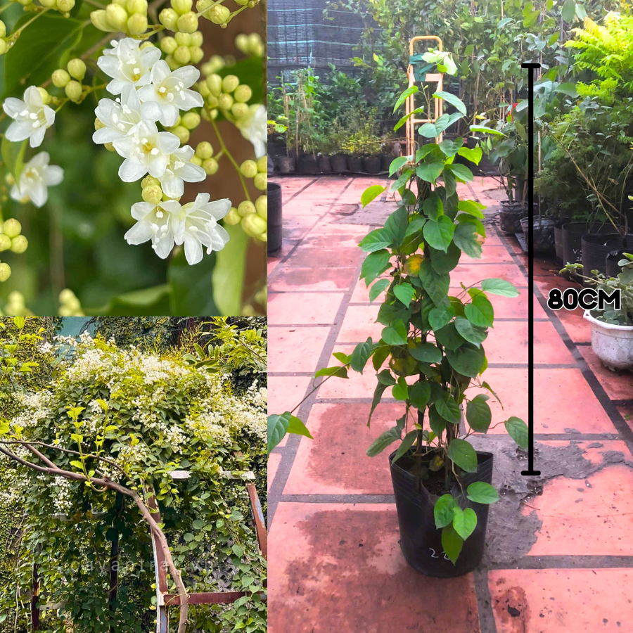 Cây Đinh Hương Nhật Bản (Ngọc Châu)